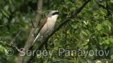 Video of Red-backed Shrike - Red-backed Shrike hunting in breading period on Shablensko lake, Bulgaria